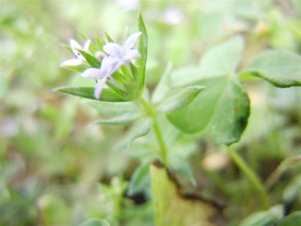 Pianta piccolissima - Sherardia arvensis